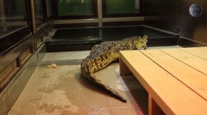 В МИРЕ ЖИВОТНЫХ! Кормление крокодила. КРОКОДИЛ НИЛЬСКИЙ. Что ест крокодил. NILE CROCODILE.