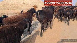 Хисори Куйлар Сотилади 108-та, Хаммаси Бугоз, Доставка бор. Сурхондарё