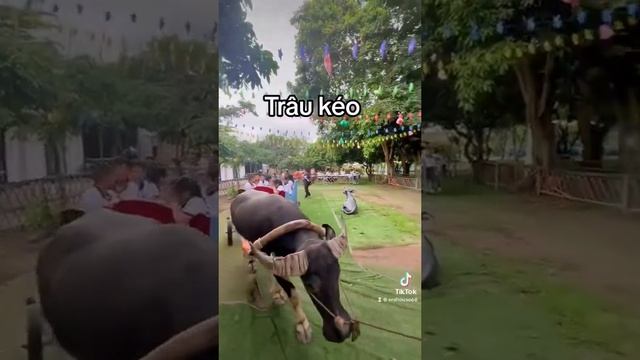 trâu ơi ta bảo trâu