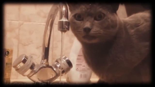 Прикол 2014 Лучшие приколы с котами 2014 СМЕШНЫЕ КОТЫ! ПОДБОРКА смешных КОТОВ!