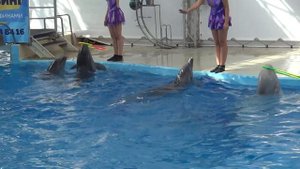 Дельфины и кит с обручем в Анапском дельфинарии (11.07.19)