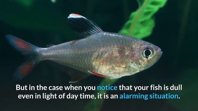 Does Neon tetra lose colour at night? What makes the neon tetra lose its color at night? | смотреть онлайн
