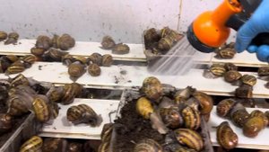 Почему улитки откладывают мало икры?