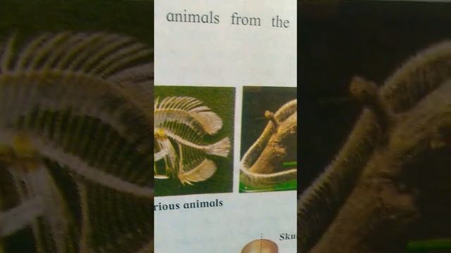 #Skeleton смотреть онлайн