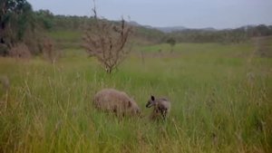 Дикая природа Австралии