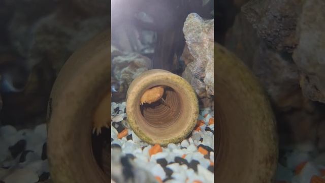 Батя анциструс и его сомята #сом #catfish #ancistrus #recommended #рек #рекомендации #akvaryum смотреть онлайн