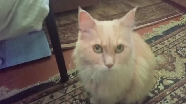 Злая кишка празднует день защиты детей! Начало лета злой кишки! смотреть онлайн