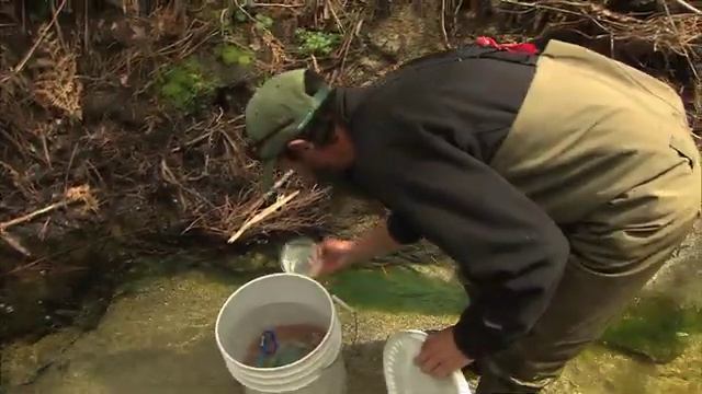 Rare Tadpoles Released Into Wild смотреть онлайн
