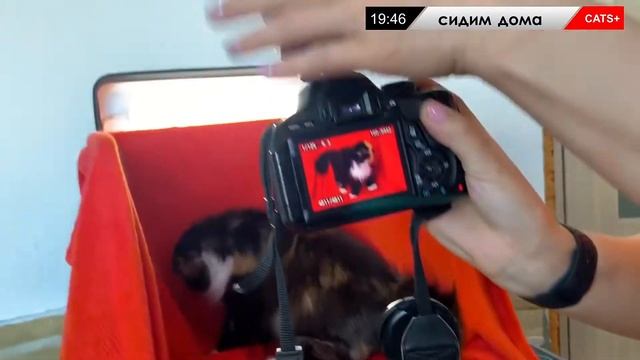 15 мая 2020 Фотосъемка котят