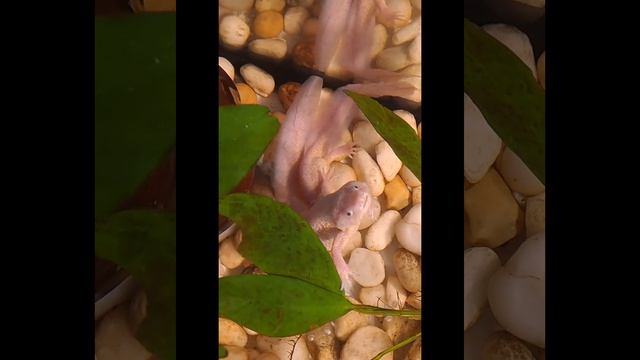 Брачные игры тритонов смотреть онлайн