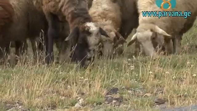 Проблемы сельского хозяйства смотреть онлайн