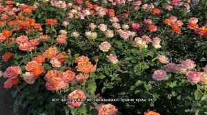 Питомник Роз / первое цветение / Июнь  2024🌹☀️часть 1