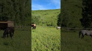 Новый Жеребец Отбивает Кобыл. Схватки с Меринами.