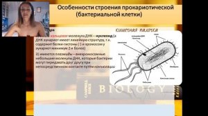 Строение прокариотической клетки (бактерии)