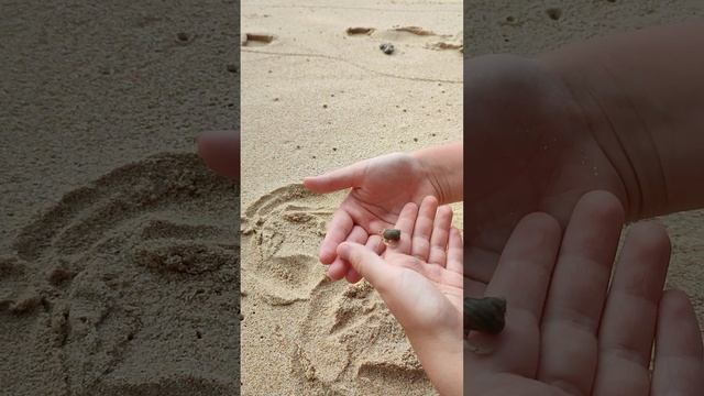 очень красивый рак отшельник смотреть онлайн