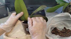 Полностью СГНИЛИ корни у орхидеи фаленопсис. Что делать?Как не загубить цветок? Успешная реанимация