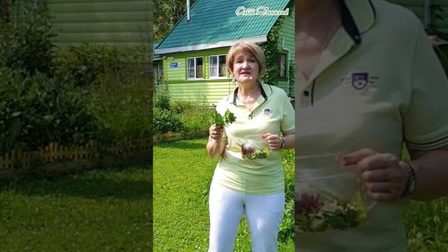 ЛЕТНИЙ ЧАЙ  ВКУСНО И ПОЛЕЗНО