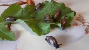 улитки садовые, янтарки обыкновенные (Sussinea putris)