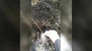 сажаю малину Пшехиба с укоренителем супермикориза