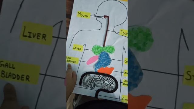 Model of digestive system made for a school project.