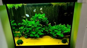 Juwel Lido 200 - 6 months update