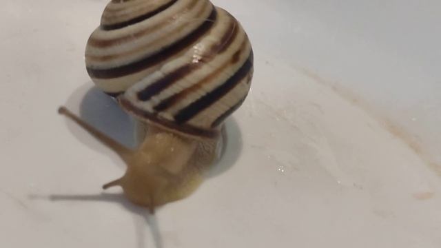 полосатая улитка 🐌