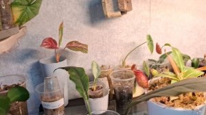 Большой обзор комнатных растений 🌹🪴 2 часть