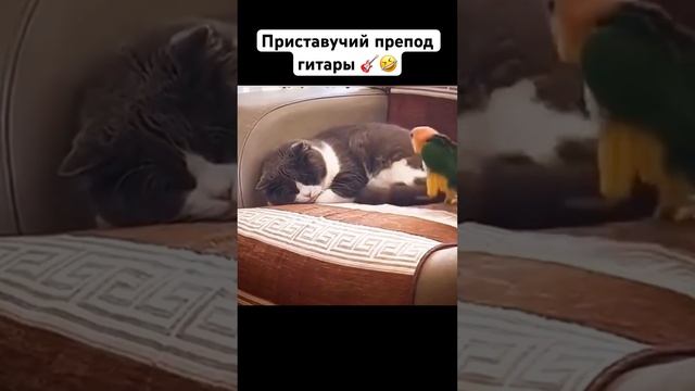 Приставучий препод гитары