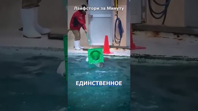 Морская выдра может спрятать МНОГО вещей #события #новости