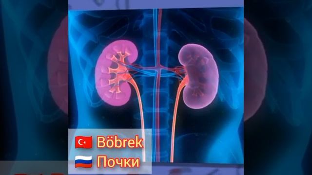 Турецкий язык | Böbrek - Почки смотреть онлайн