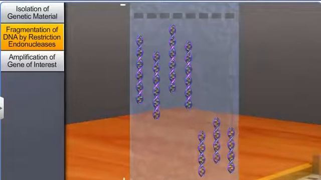 CBSE Class 12 Biology || Process of Recombinant DNA Technol - I