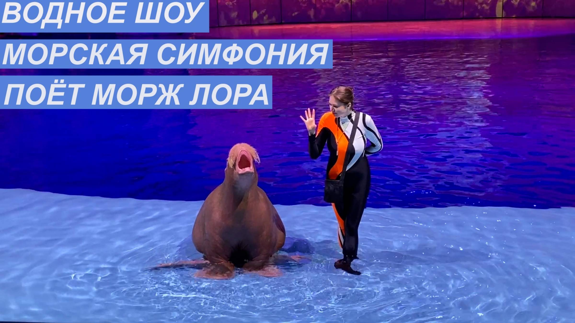 МОСКВАРИУМ .Водное шоу "Морская симфония". Морж Лора. .Вивалььди .Времена года.
