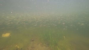 Трёхиглая колюшка и ее роль в жизни блокадников