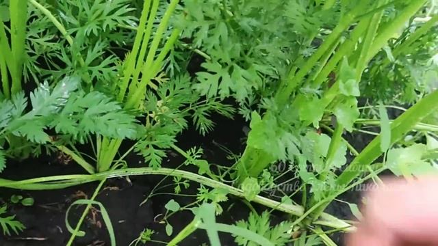 СРОЧНО дайте это в АВГУСТЕ СВЕКЛЕ И МОРКОВИ, вмиг станут крупнее, вкуснее и слаще, урожай тоннами