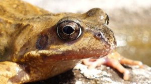 Звук квакающей лягушки / the sound of a croaking frog - ГЗ