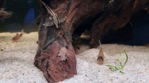 Видовой аквариум с дискусами