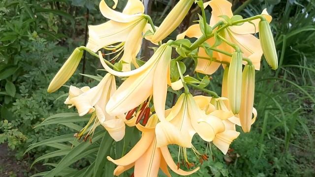КРАСИВО ЛИЛИИ ЦВЕТУТ🌿🌼🌿 в ДНЕПРЕ на СОЛНЕЧНОМ 🌞🏖 КРАСОТА ПРИРОДЫ🌿 ПЕНИЕ ПТИЦ🦜 РЕЛАКС🌿МИРНОГО НЕБА 🙏 смотреть онлайн