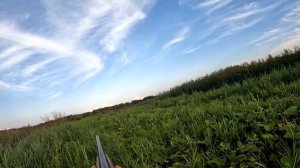 Охота на цапель и бакланов в Беларуси 2024 часть 6
