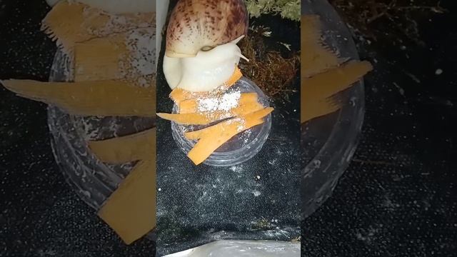 WOW!!! snails eat carrots😳#улиткиахатины#cute#nature#asmrfood смотреть онлайн
