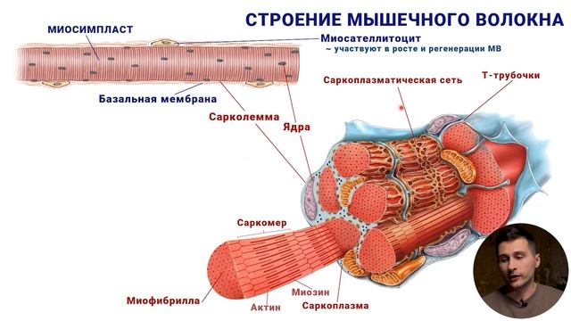 06. Строение мышечного волокна, миосателлитоциты