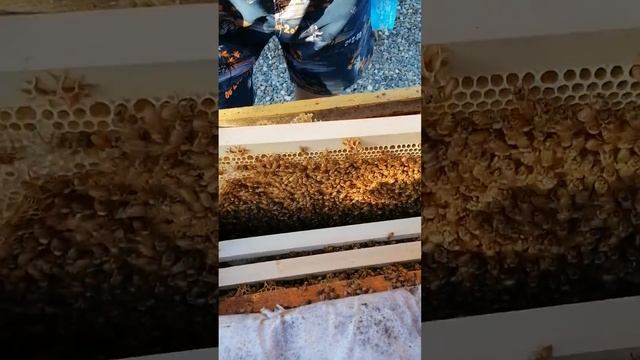 Кордован смотреть онлайн