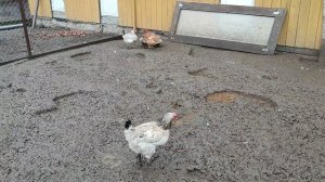 До каких морозов ❄ я выгуливаю кур 🐔 и как долго? + Гуси 🪿 кошечка Лапа и рыжий кот Фокс🐱