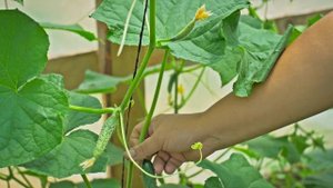 Огурцы   нехватка питания и советы при работе по листу