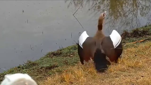 #Гусь#Нильский#Гусята#Африка смотреть онлайн