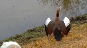 #Гусь#Нильский#Гусята#Африка