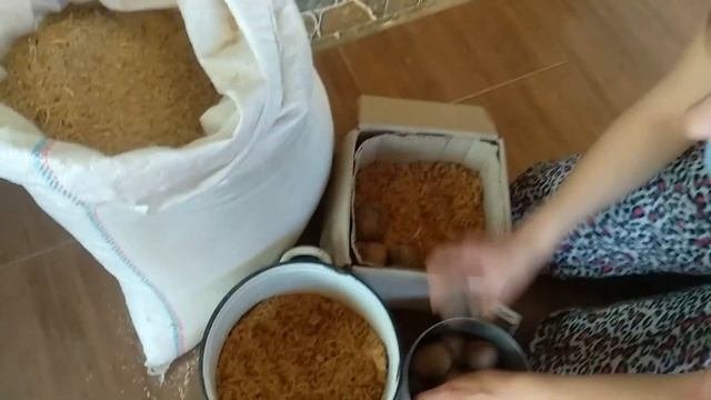 Проращиваение картофеля в опилках