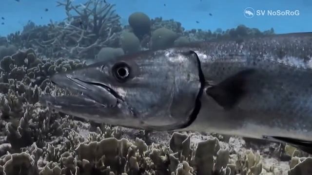 При каких условиях нападает на человека Большая барракуда (Great barracuda) — Sphyraena barracuda ? смотреть онлайн