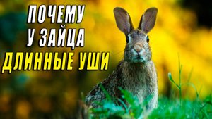 Почему у зайца длинные уши