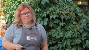 Вянут листья огурца: как понять причину? Что делать, если вянут огурцы