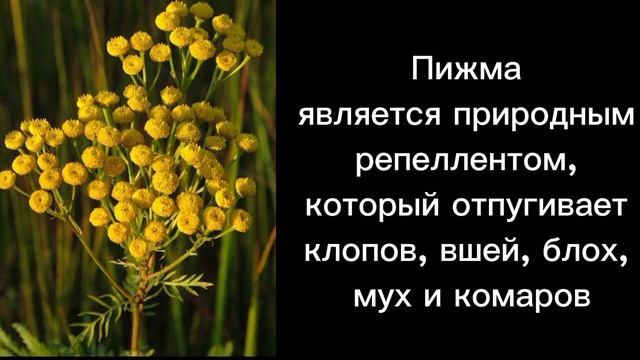 Пижма польза и вред#пижма#растения#лечебныерастения